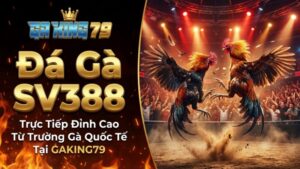 Đá Gà SV388 – Trực Tiếp Đỉnh Cao Từ Trường Gà Quốc Tế Tại GAKING79